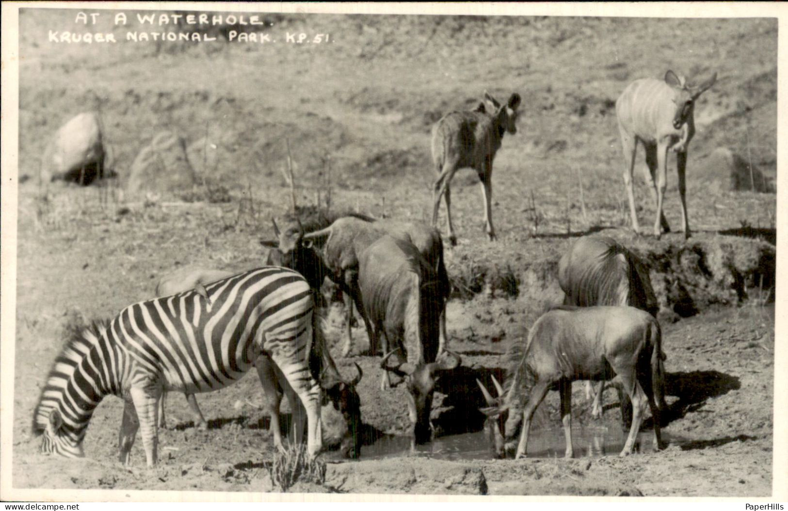 Afrika Africa - Zuid Afrika - Kruger national park