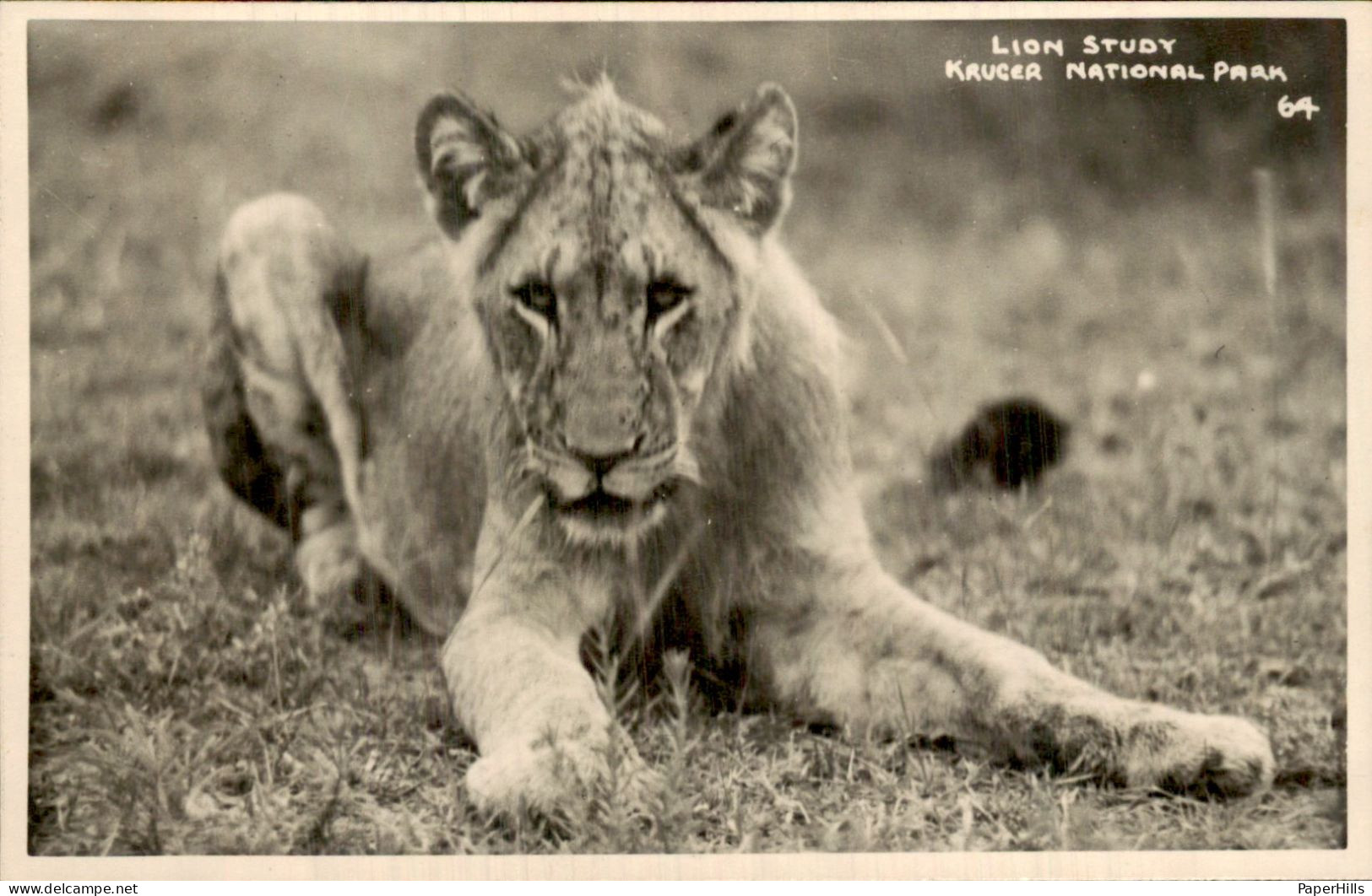 Afrika Africa - Zuid Afrika - Kruger national park