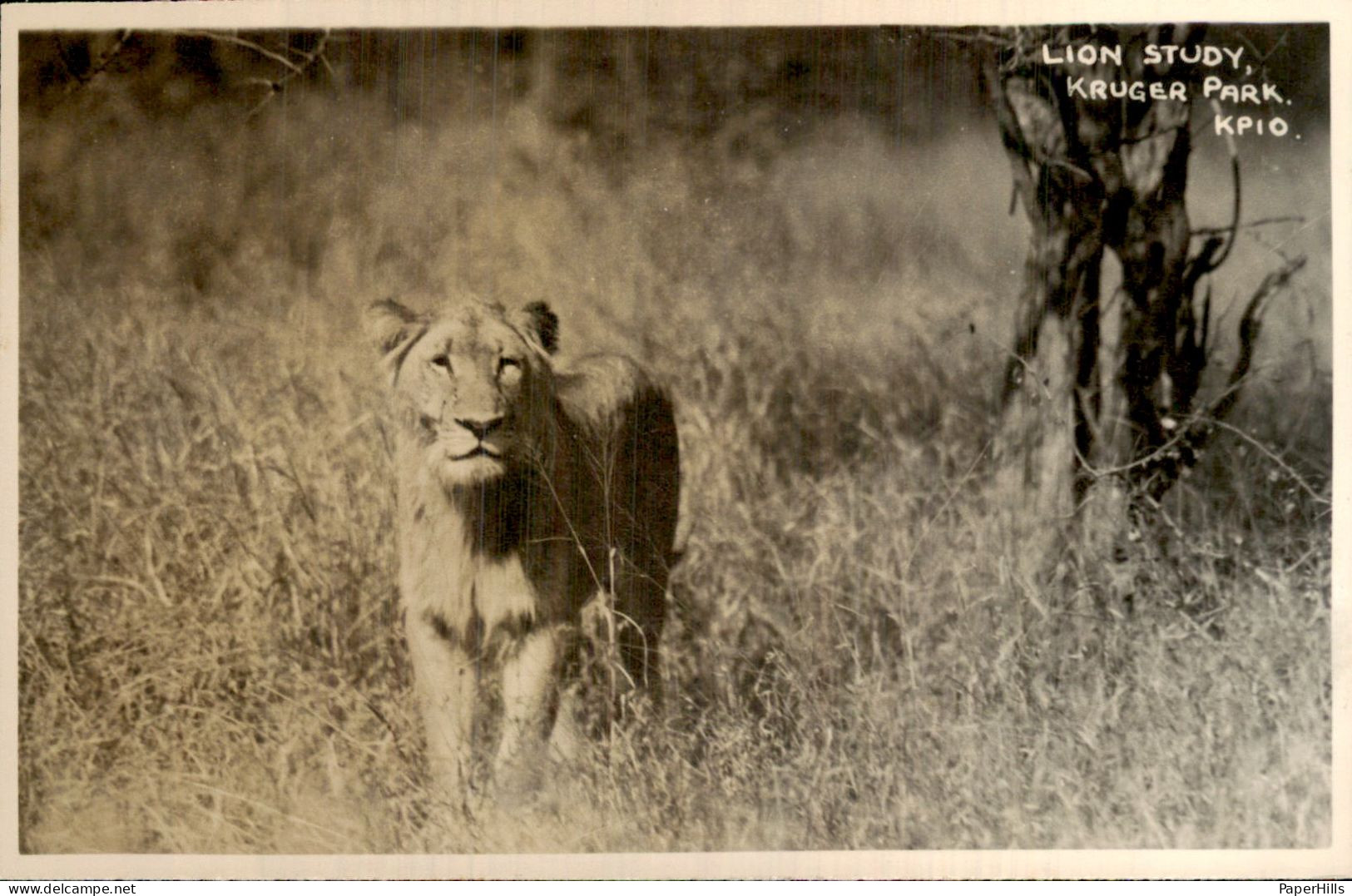 Afrika Africa - Zuid Afrika - Kruger park