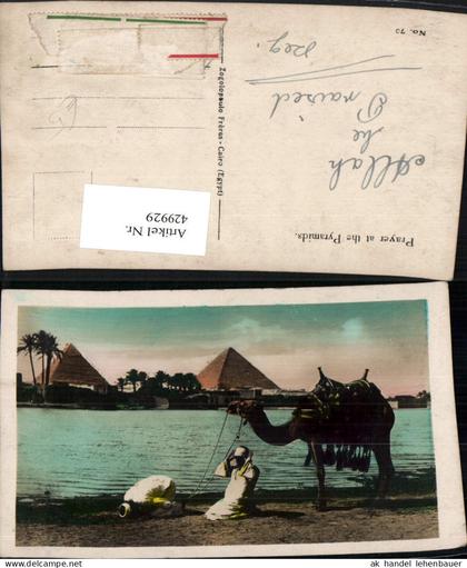 429929,Egypt Pryer at the Pyramids Beter Volkstypen Kamel Pyramiden