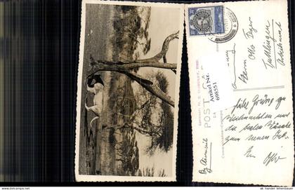 698551 Africa Uganda Safari Tansania Tanzania Moshi Moschi Löwe pub M. D. Gaudghau