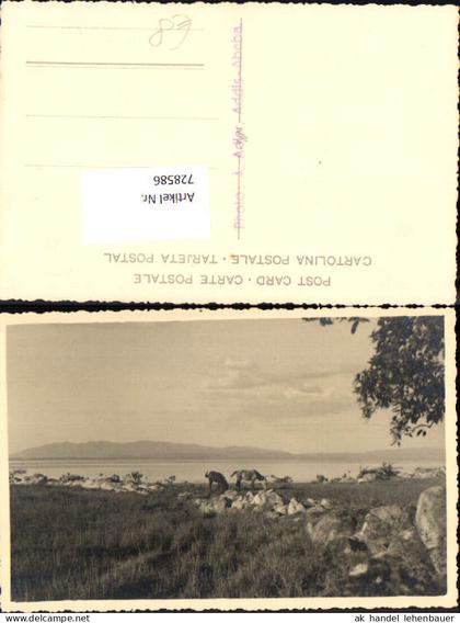 728586 Foto AK Addis Abeba Pferde Küste Äthiopien