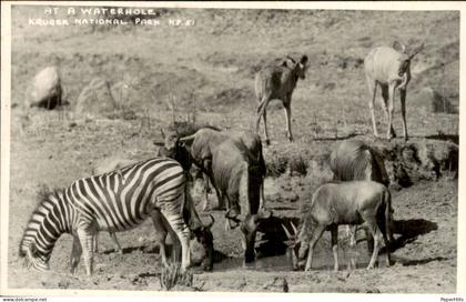 Afrika Africa - Zuid Afrika - Kruger national park