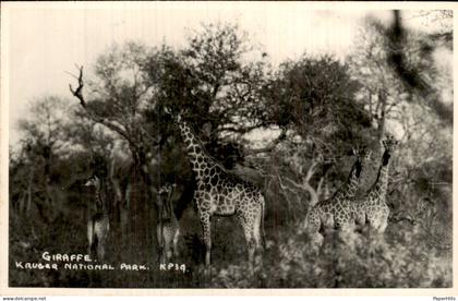Afrika Africa - Zuid Afrika - Kruger national park