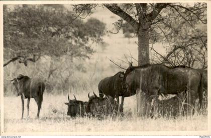 Afrika Africa - Zuid Afrika - Kruger park ?