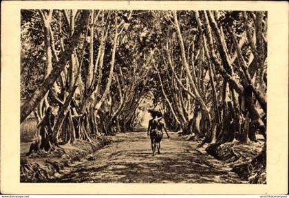 CPA Französisch-Kongo, Allee de Ficus