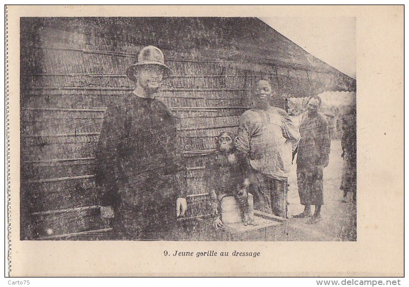 Afrique - Gabon - Mission de Franceville -  Dressage Gorille Singe