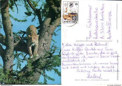 750783 Africa Wildlife Leopard Tanzania