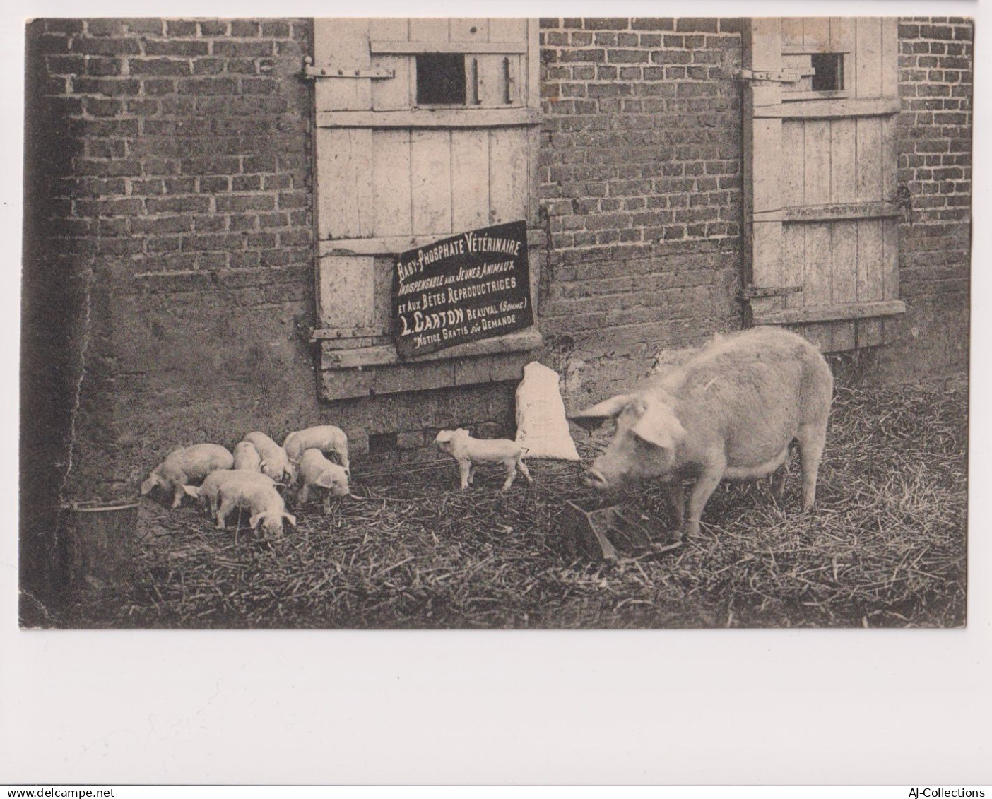 AJC - Beauval - Baby Phosphate Vétérinaire L. CARTON à Beauval