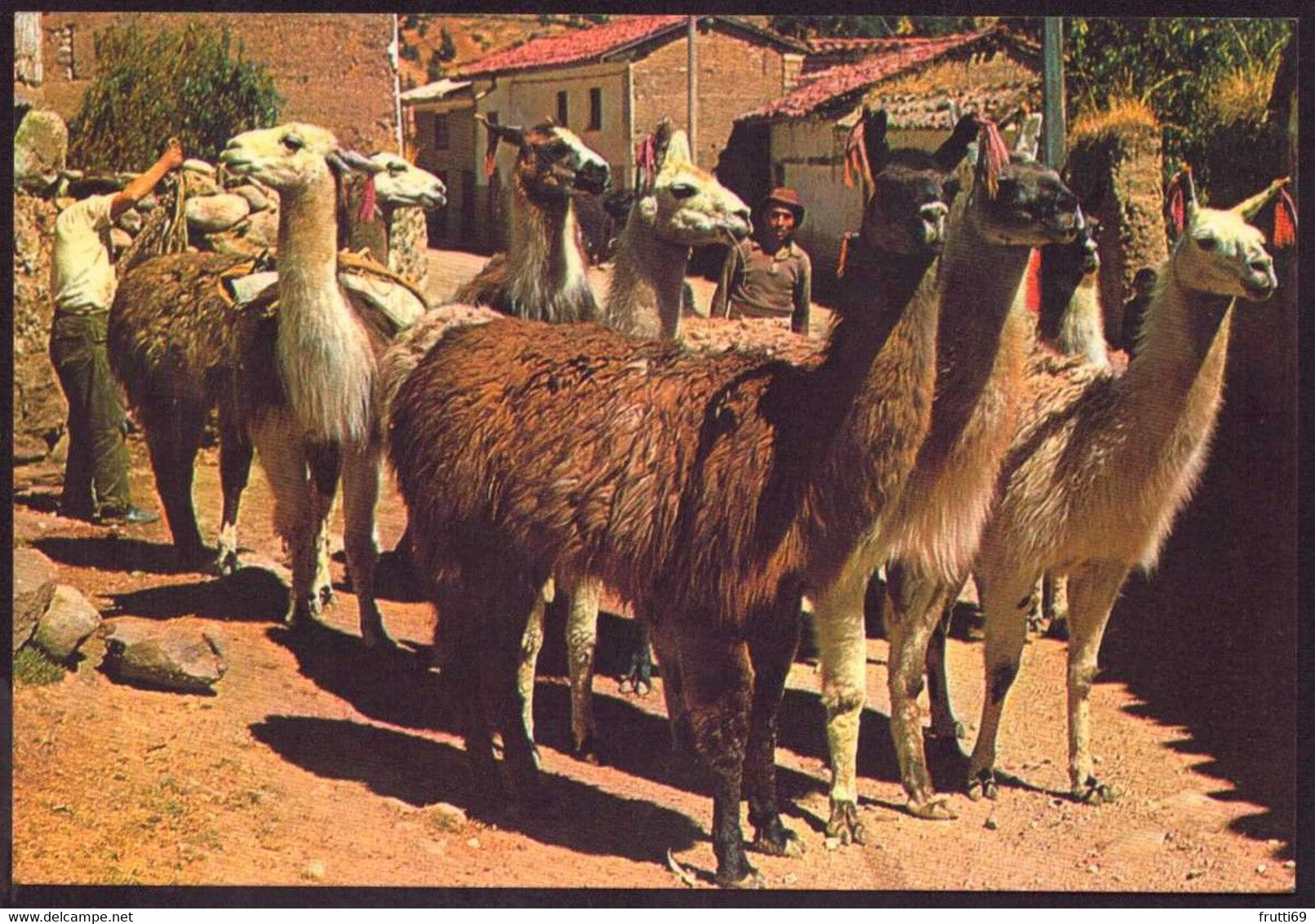 AK 003099 PERU - typical animal of Peru