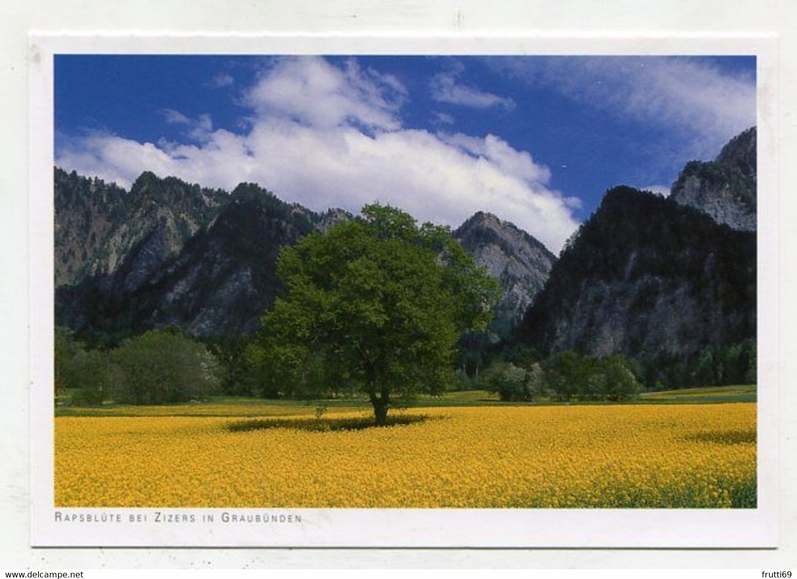 AK 054599 SWITZERLAND - Rapsblüte bei Zizers