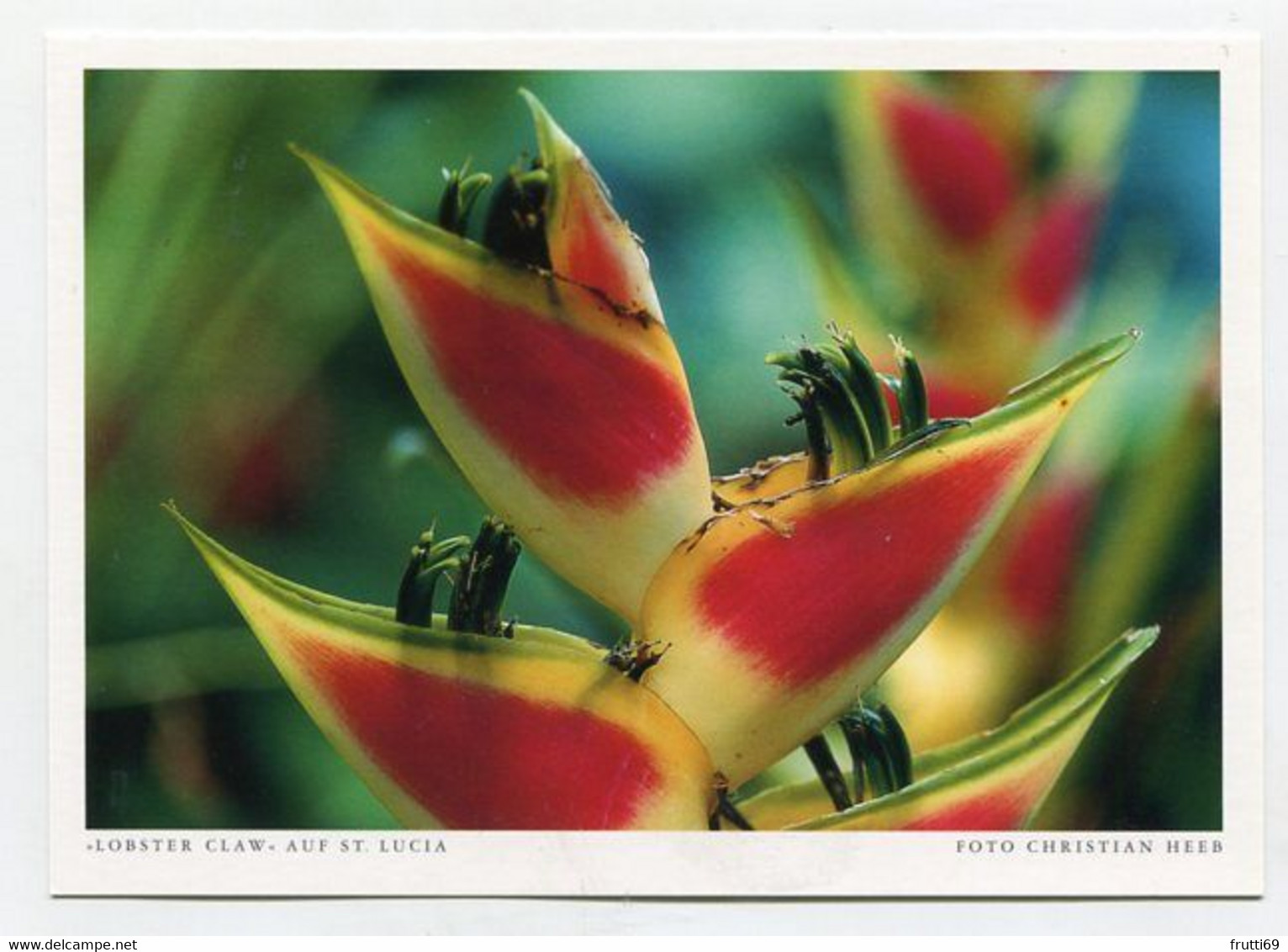 AK 074629 SAINT LUCIA - Lobster Claw