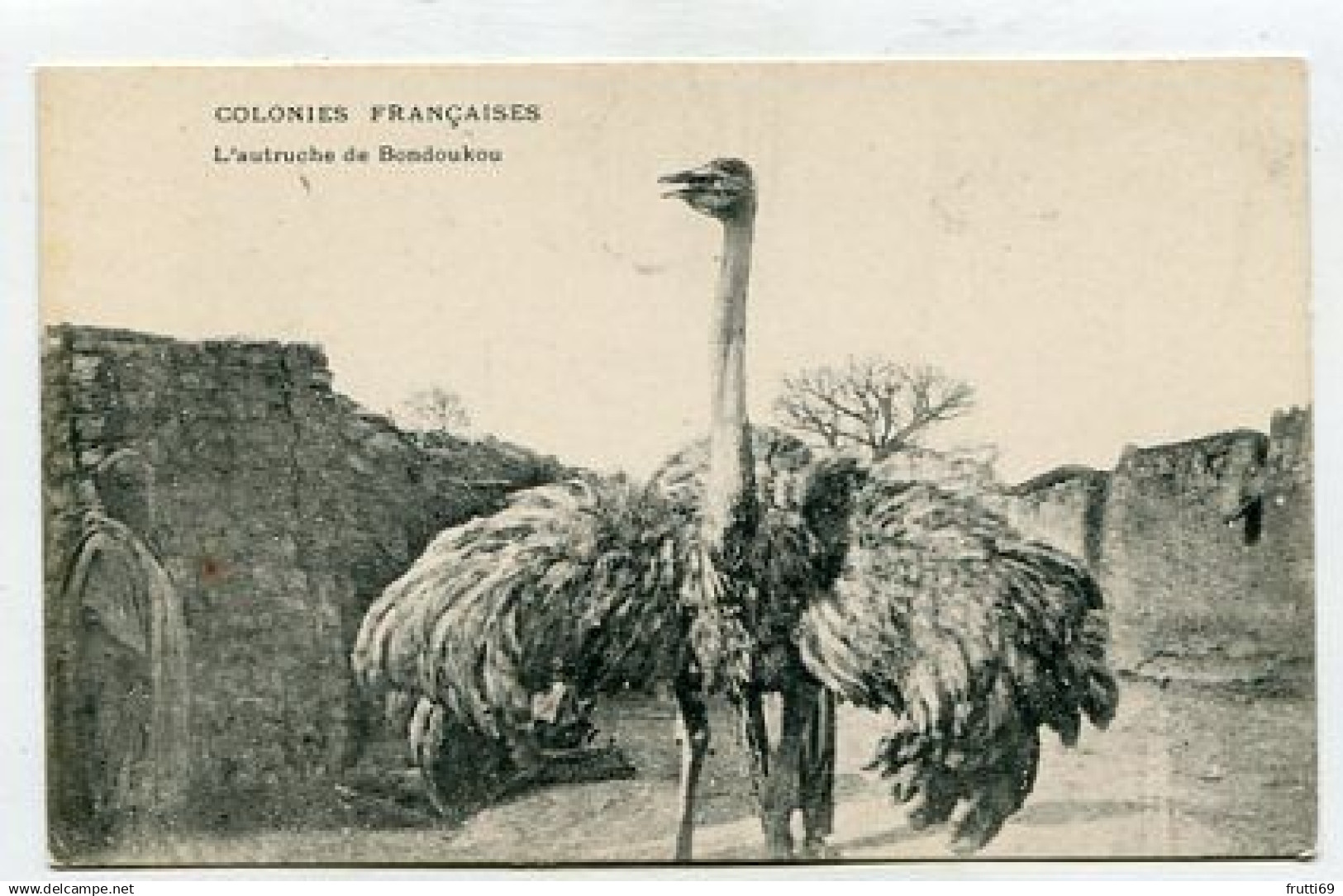 AK 202369 IVORY COAST - L'autrujche de Bondouko