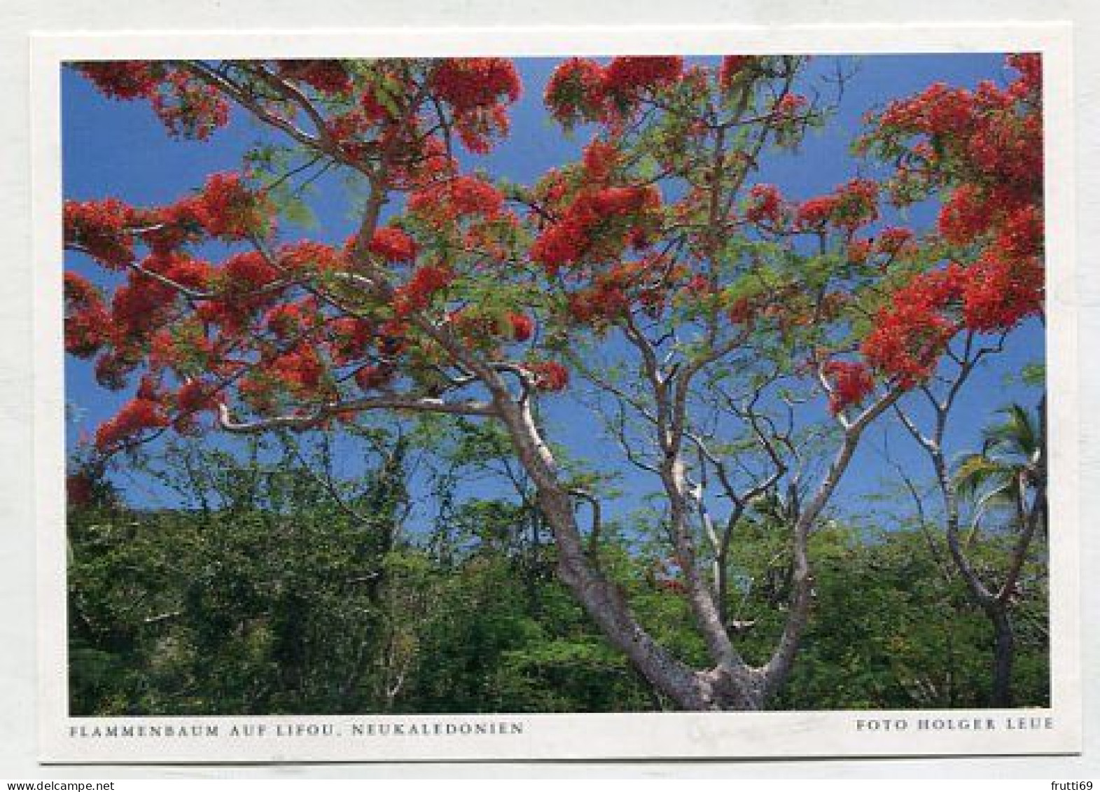 AK 211481 NEW CALEDONIA - Flammenbaum auf Lifou