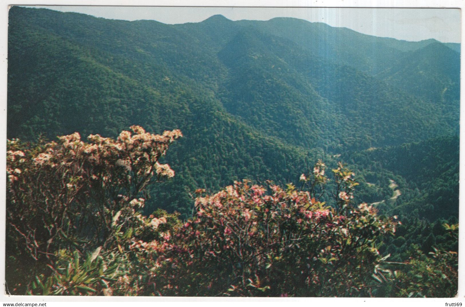 AK 227536 USA - Tennessee -Great Smokey Mountains National Park - ... Mt. LeConte