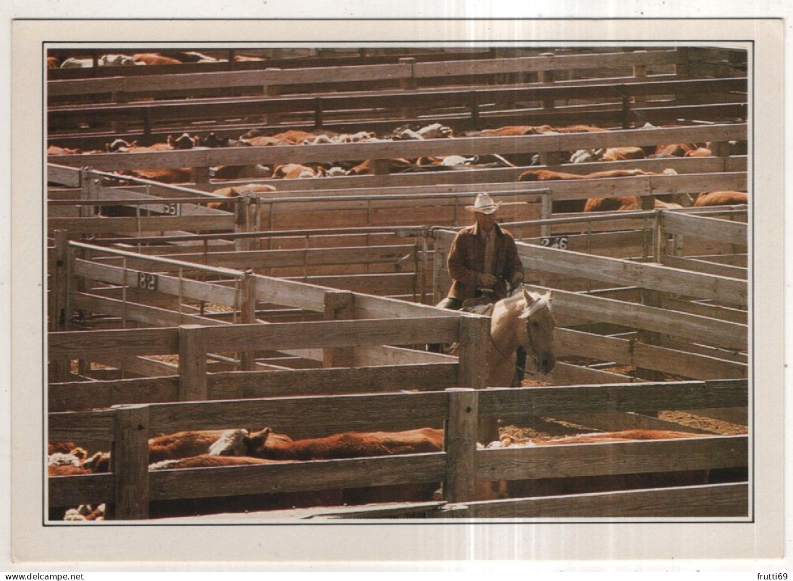 AK 249700 USA - Amarillo - Troupeau au corral