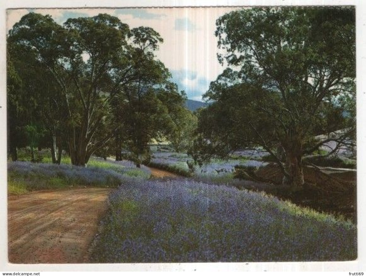 AK 256660 AUSTRALIA - Flinders Ranges - Flowering Salvation Jane