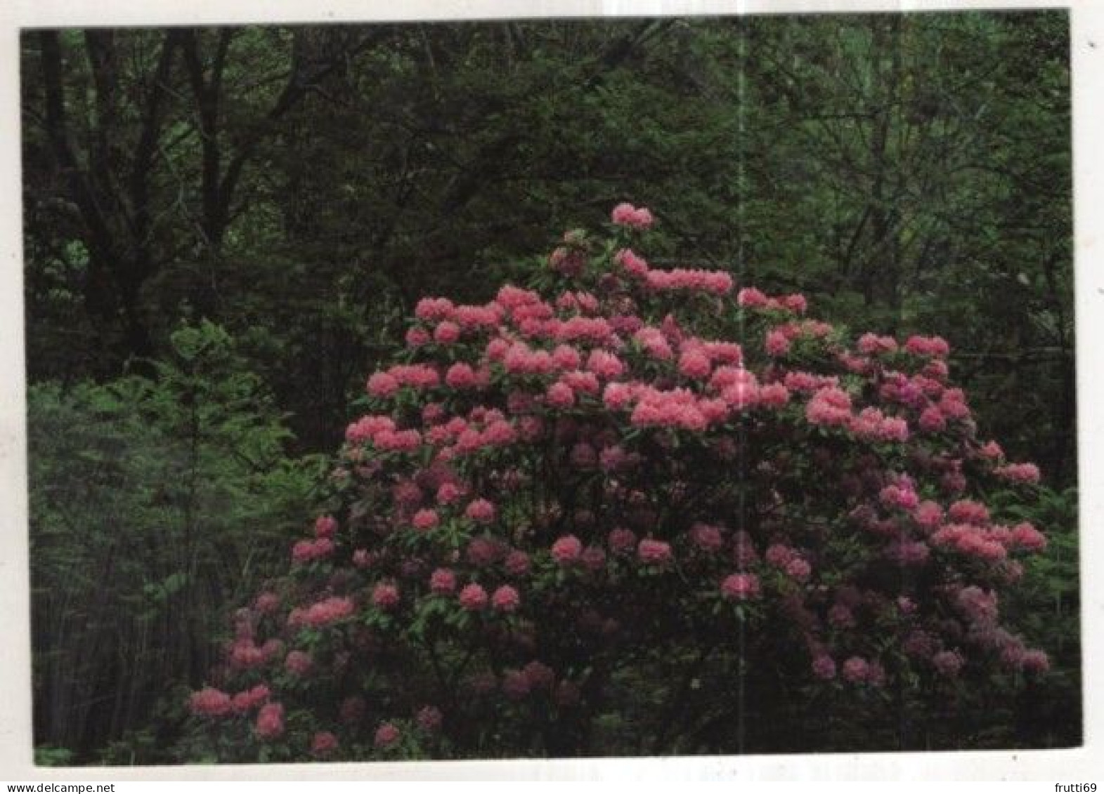 AK 258461 USA - Catawba Rhododendron ... are commonplace throughout the Smokies