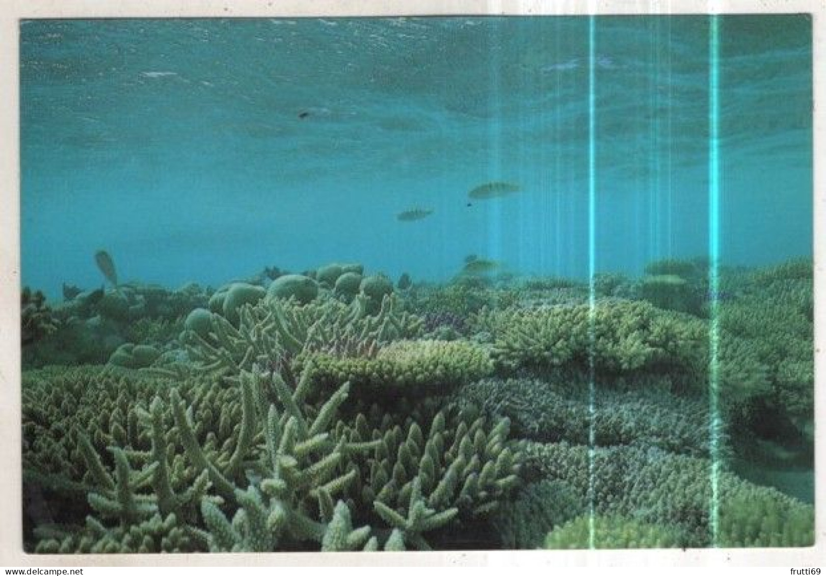 AK 276411 MALDIVES - the diver's paradise