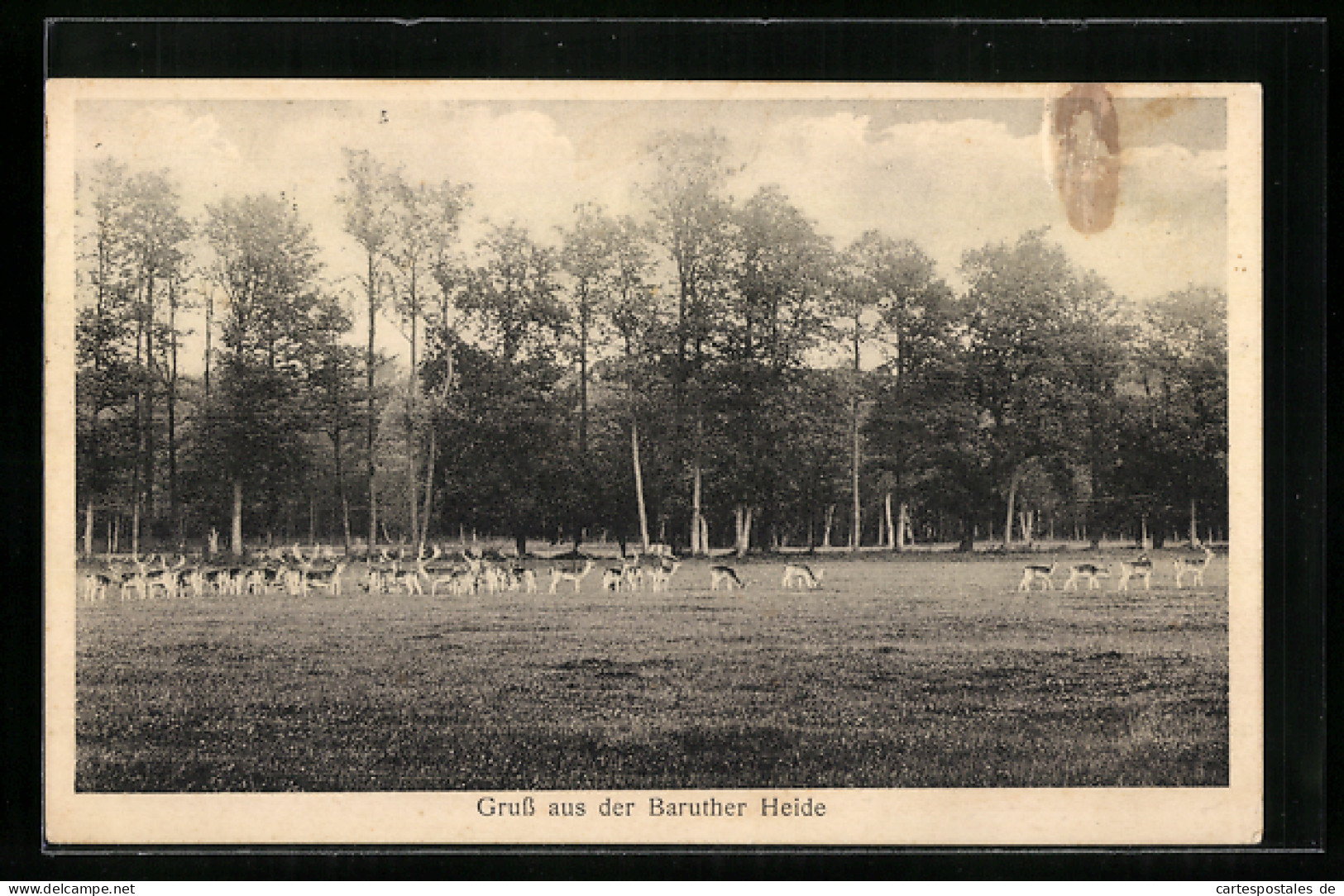 AK Baruth, Baruther Heide mit Rehen