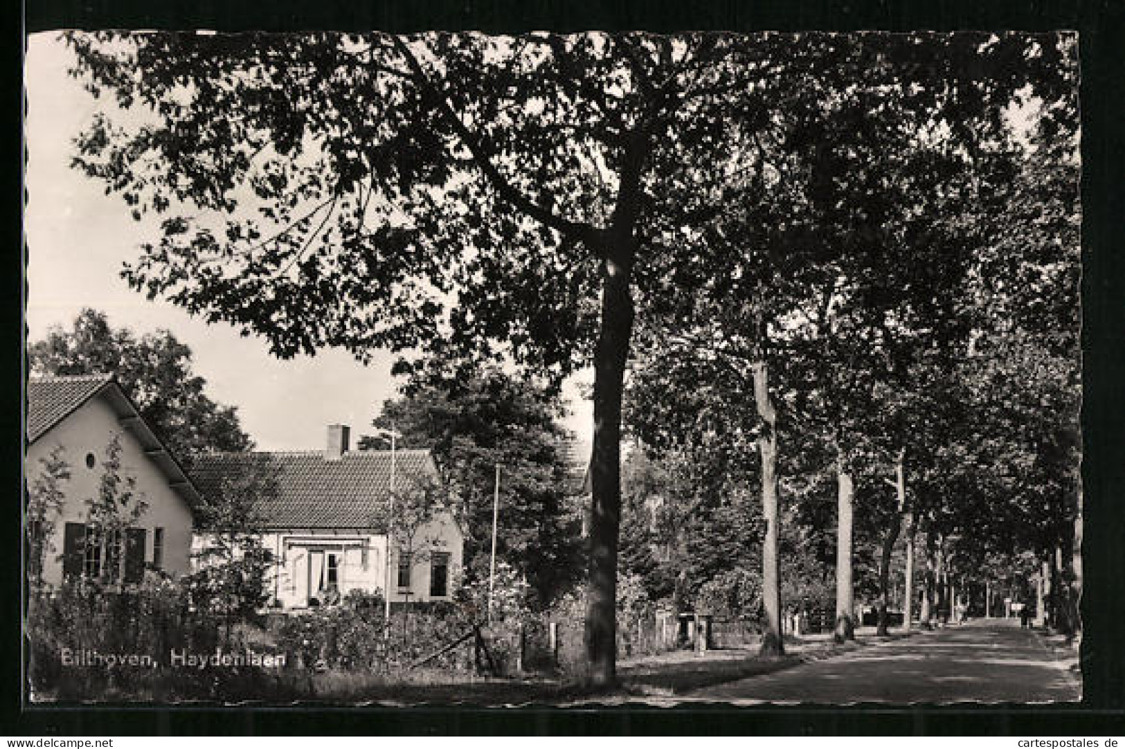 AK Bilthoven, Haydenlaan