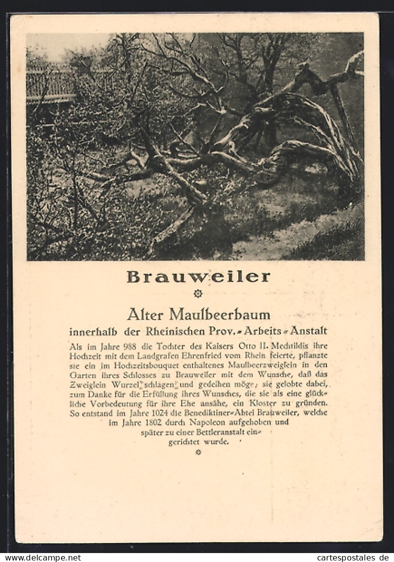 AK Brauweiler / Pulheim, Alter Maulbeerbaum innerhalb der Rheinischen Prov.-Arbeits-Anstalt