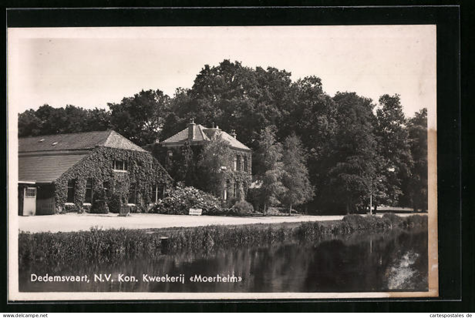 AK Dedemsvaart, N. V. Kon. Kweekerij Moerheim