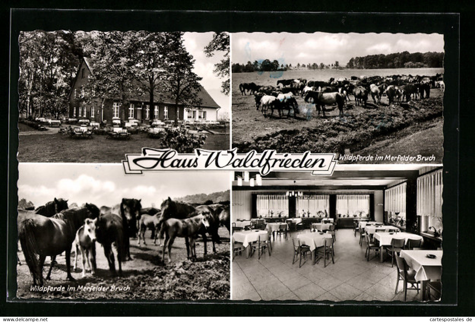 AK Dülmen, Gasthaus Waldfrieden am Wildpark, Innenansicht