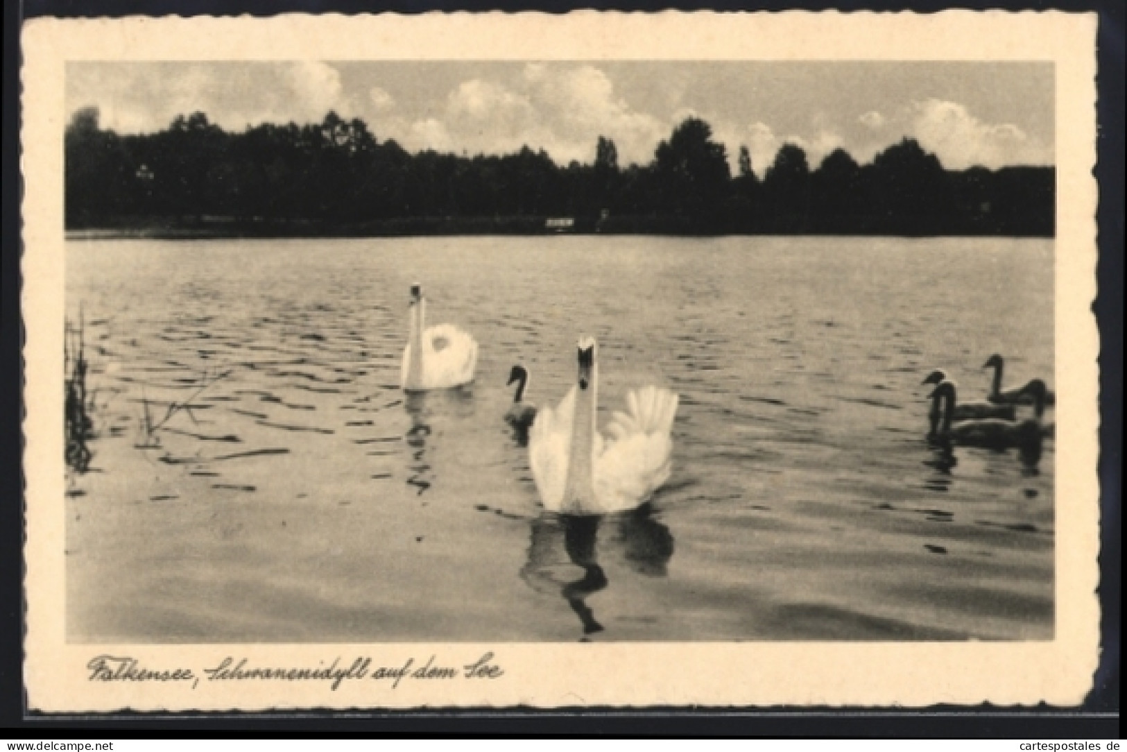 AK Falkensee, Schwanenidyll auf dem See