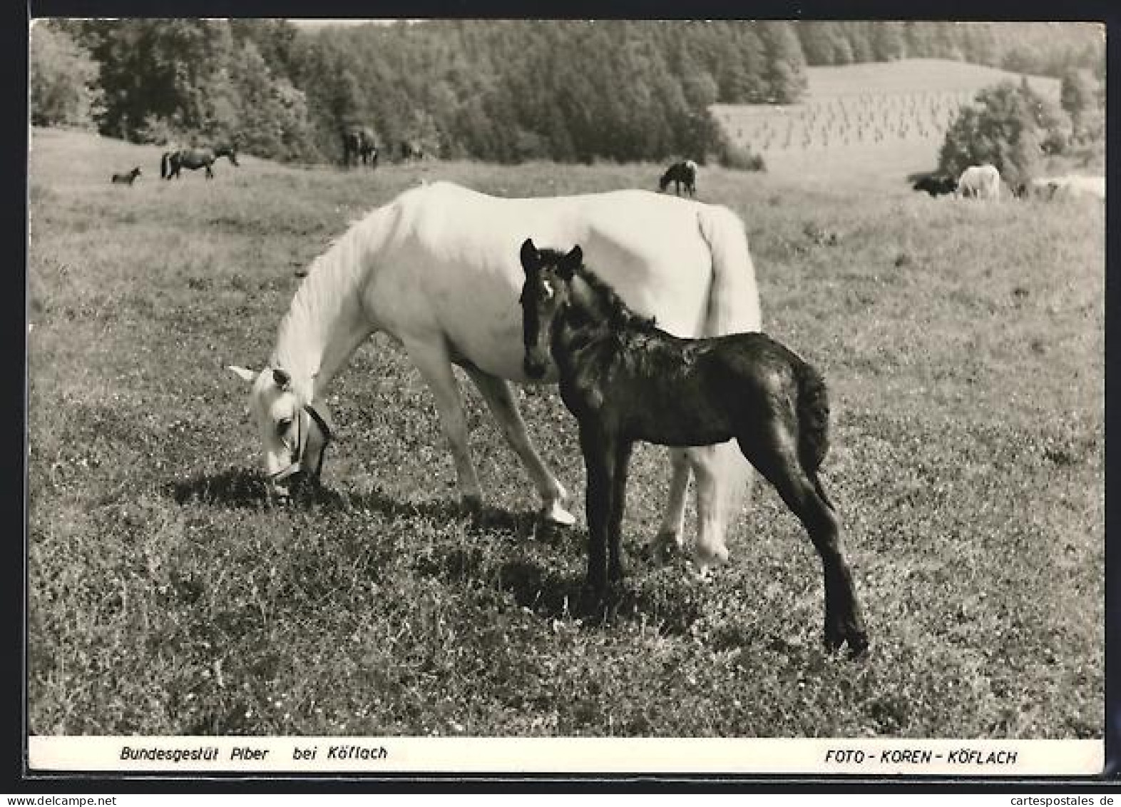 AK Köflach, Bundesgestüt Piber, Stute mit Fohlen