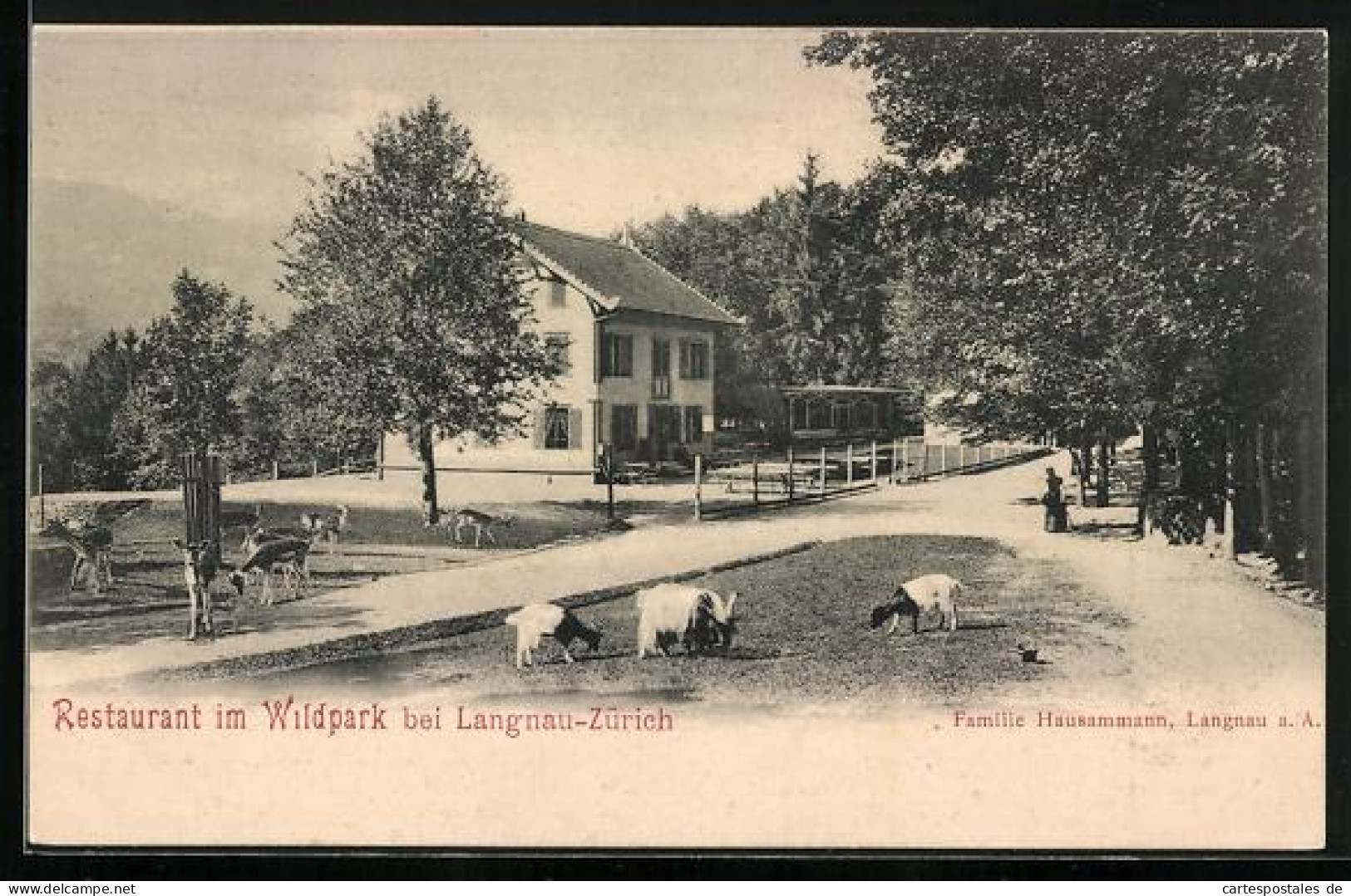 AK Langnau am Albis, Restaurant im Wildpark Langenberg, Rehe und Ziegen