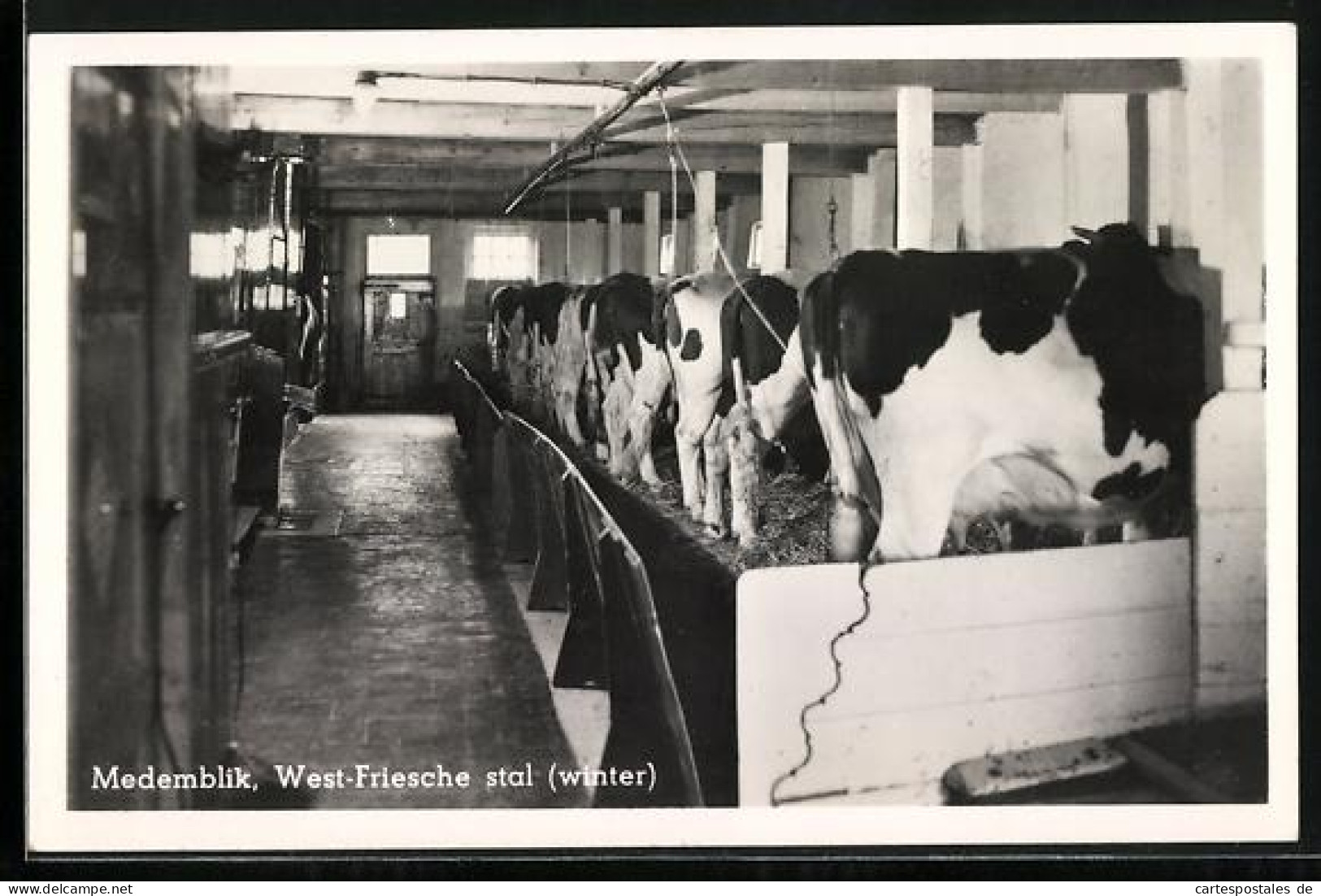 AK Medemblik, West-Friesche stal, winter