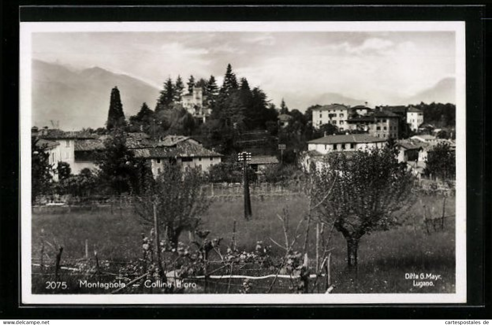 AK Montagnola, Collina d`oro