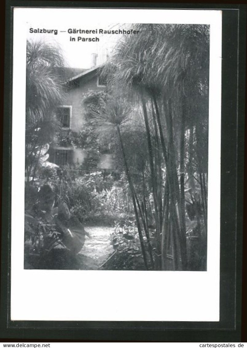 AK Salzburg-Parsch, Gärtnerei Rauschhofer, Exotischer Garten, Cyperus Papyrus