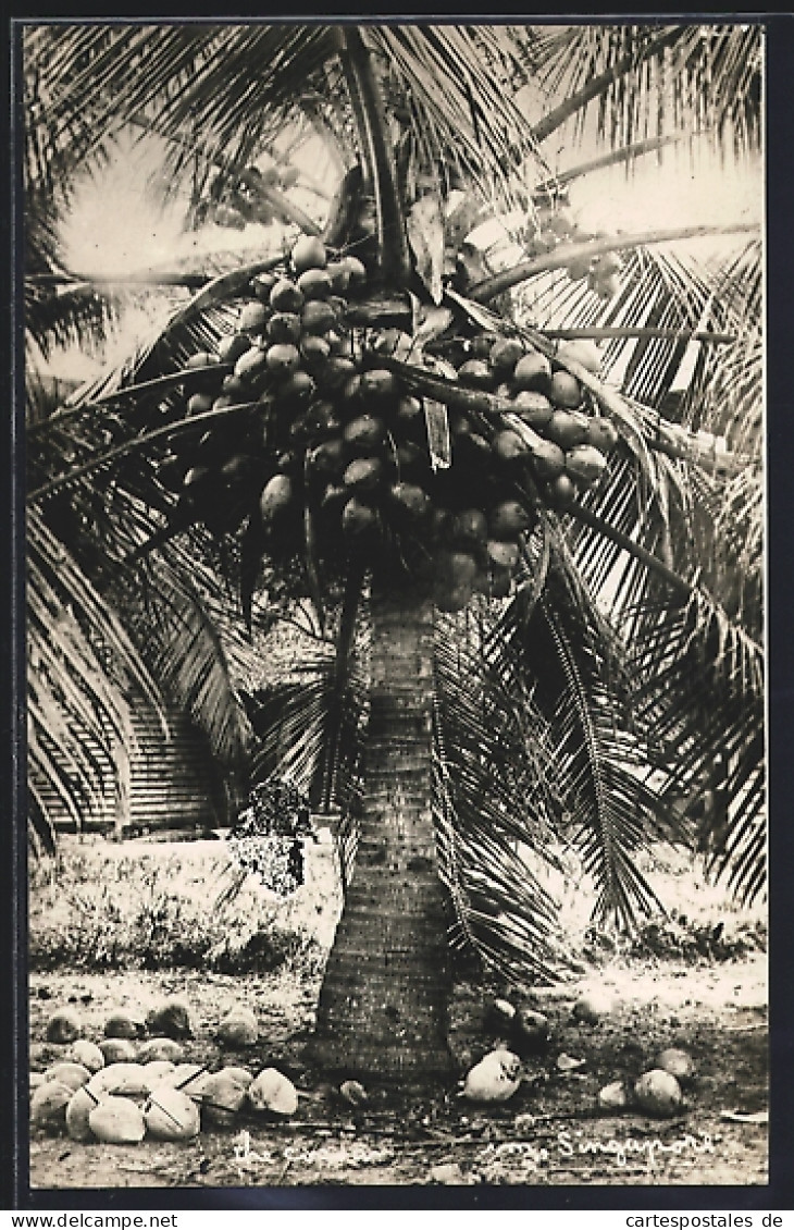 AK Singapur, Kokosnusspalme