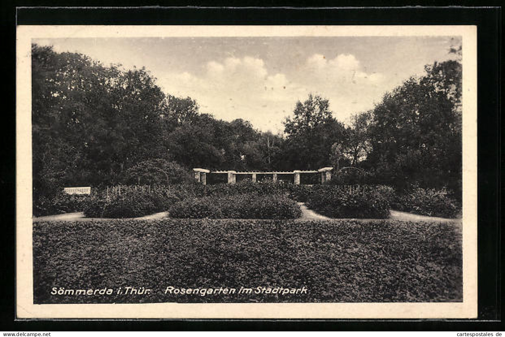AK Sömmerda i. Thür., Rosengarten im Stadtpark