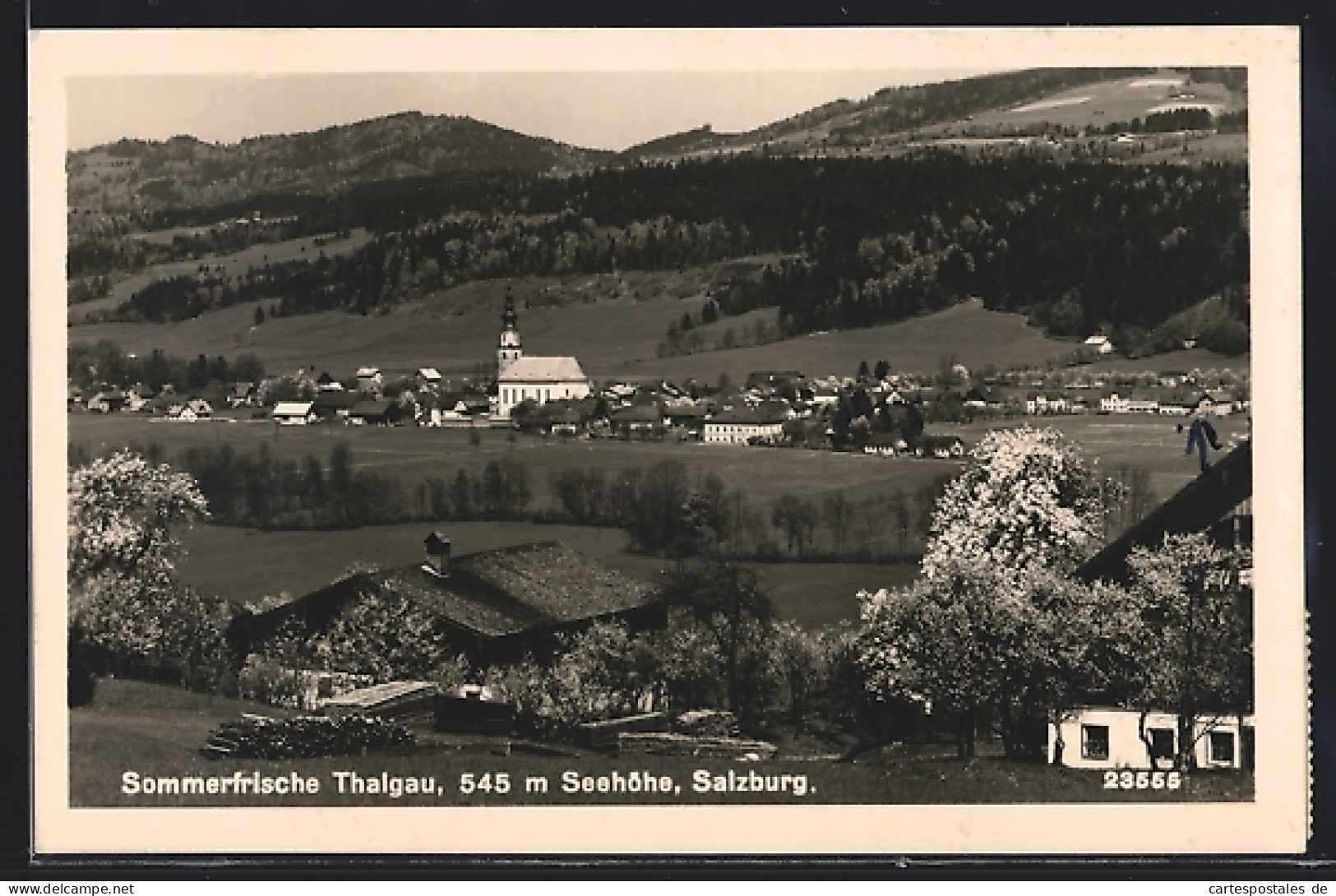 AK Thalgau, Ortsansicht mit Kirche, Panorama