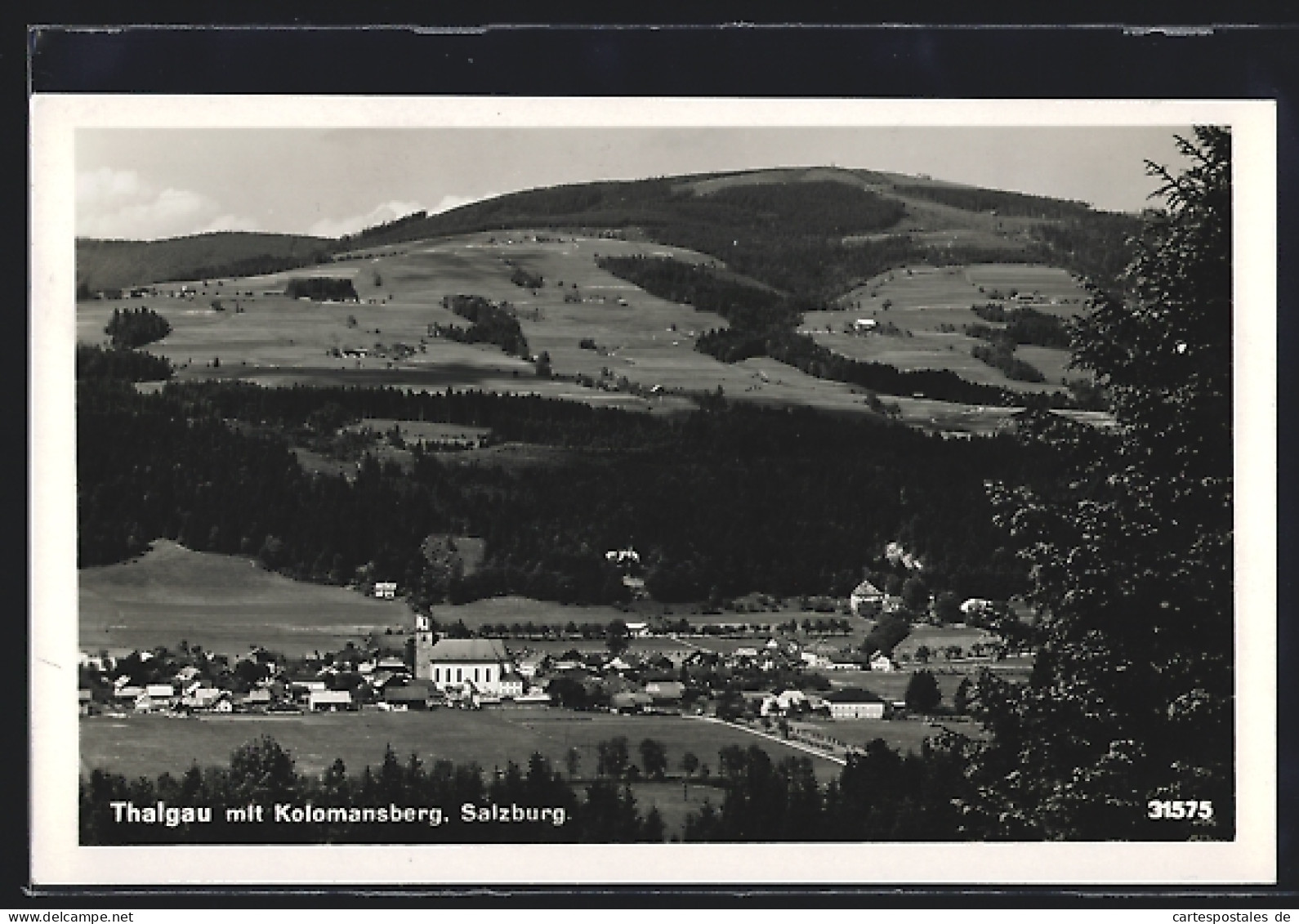 AK Thalgau, Ortsansicht mit Kolomansberg