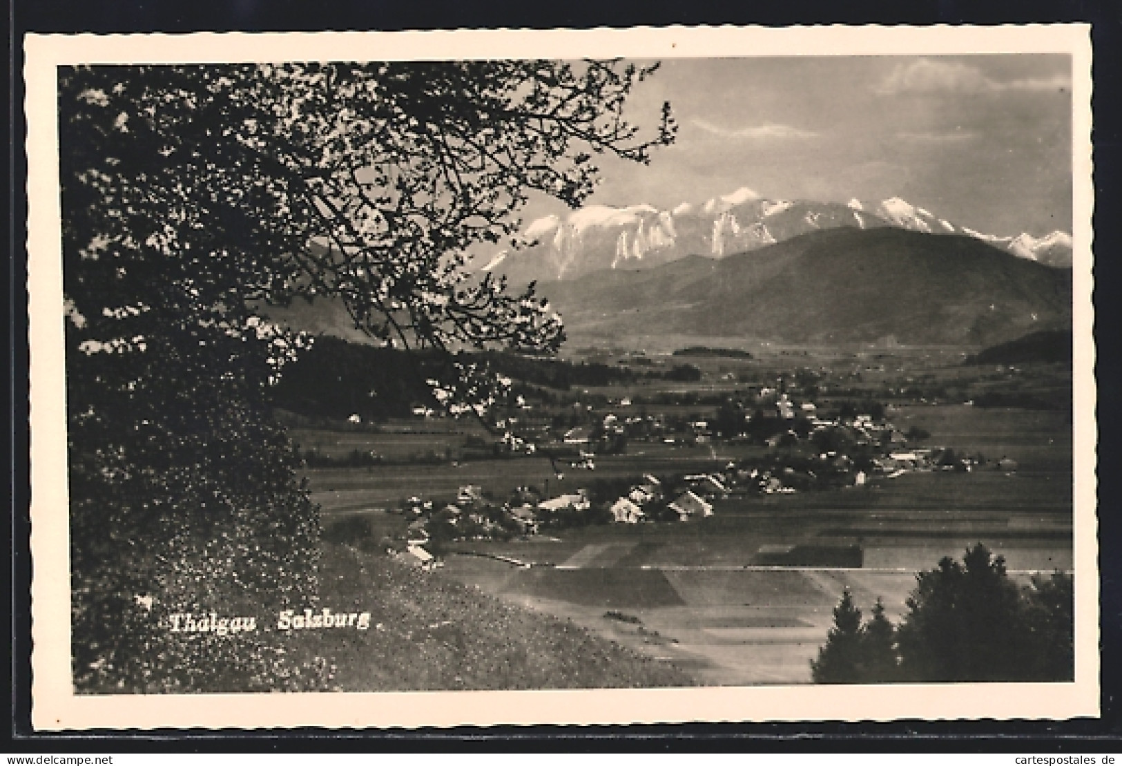 AK Thalgau /Salzburg, Ortsansicht mit Bergpanorama