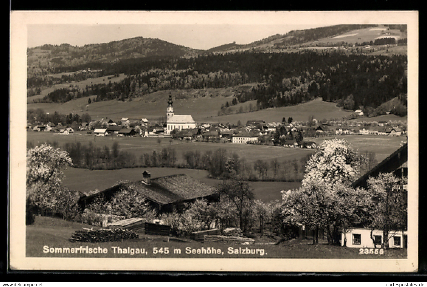 AK Thalgau /Salzburg, Panorama mit Kirche