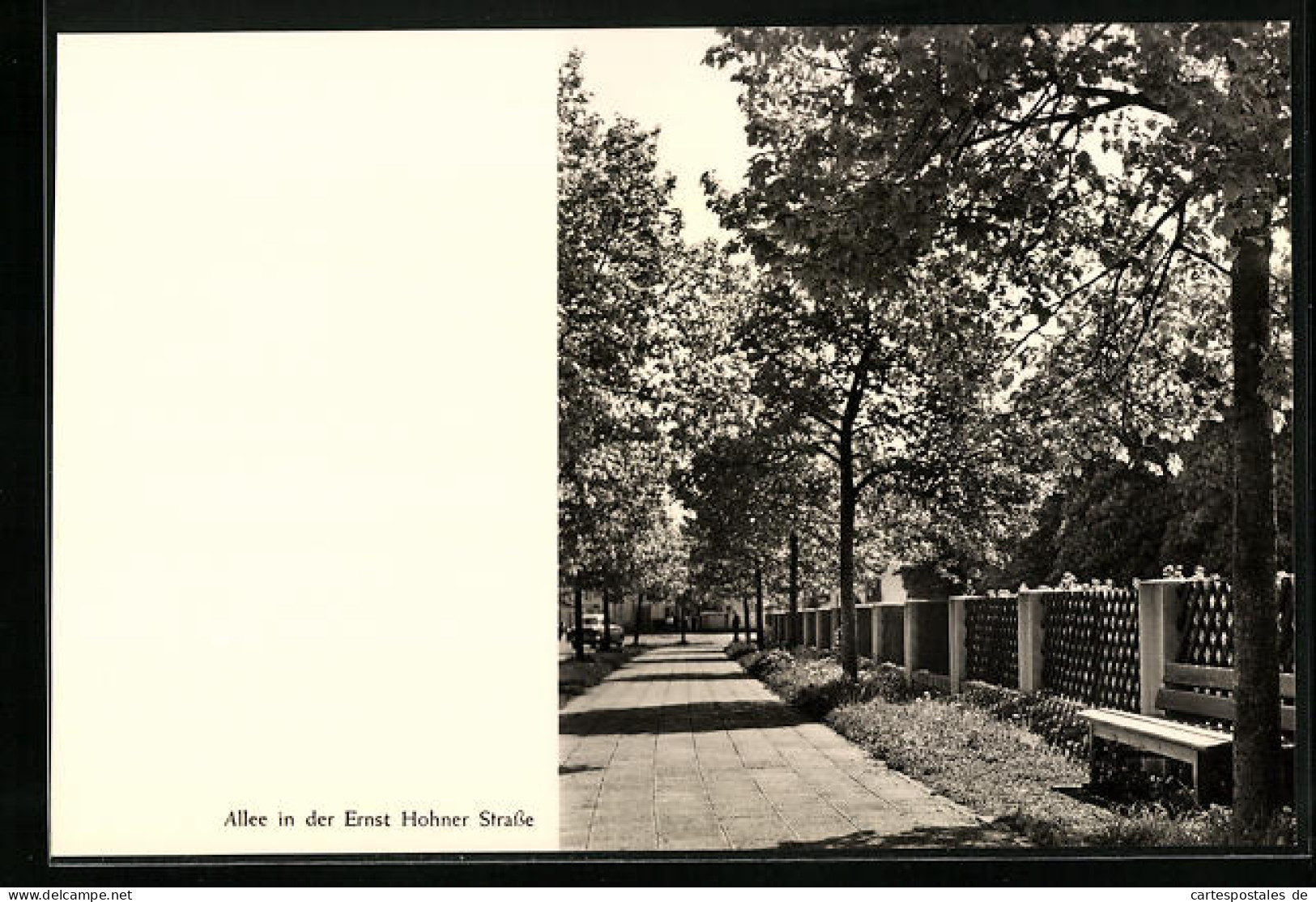 AK Trossingen, Allee in der Ernst Hohner Strasse
