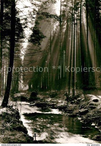 Hornberg Altensteig Waldpartie