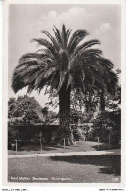 Insel Mainau Bodensee Phönix-Palme gl1936 #25.879