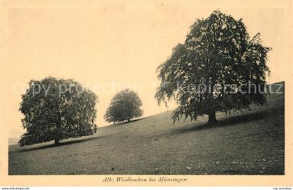 Muensingen BW Weidbuchen