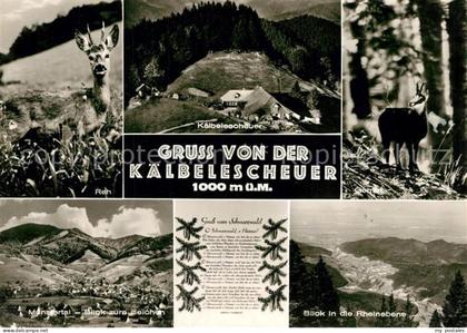 Untermuenstertal Muenstertal BW Rehbock Gemse Kaelbelescheuer Muenstertal Rheine