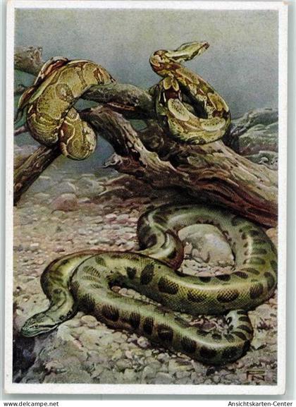 39454816 - Tiergarten