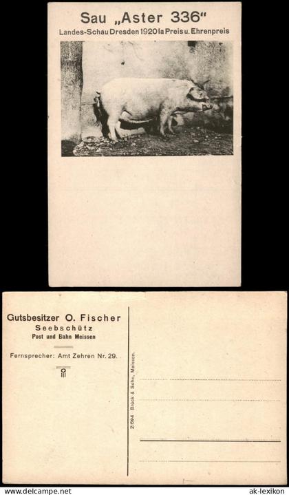 Ansichtskarte Dresden Landesschau Sau Aster 336 Gutsbesitzer Seebschütz 1920