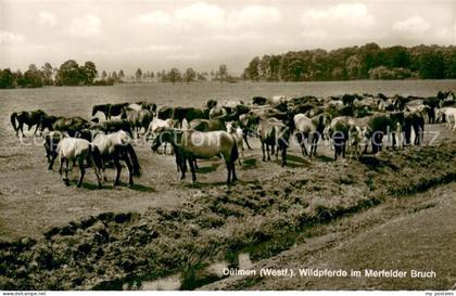 Duelmen Wildpferde im Merfelder Bruch