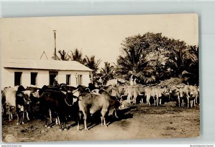 13255264 - Zebu und Esel Herde Saadani Tansania