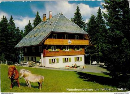 11029636 - Feldberg , Schwarzwald